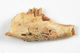 Miocene Fossil Pika (Prolagus) Jaw - France #248679-1